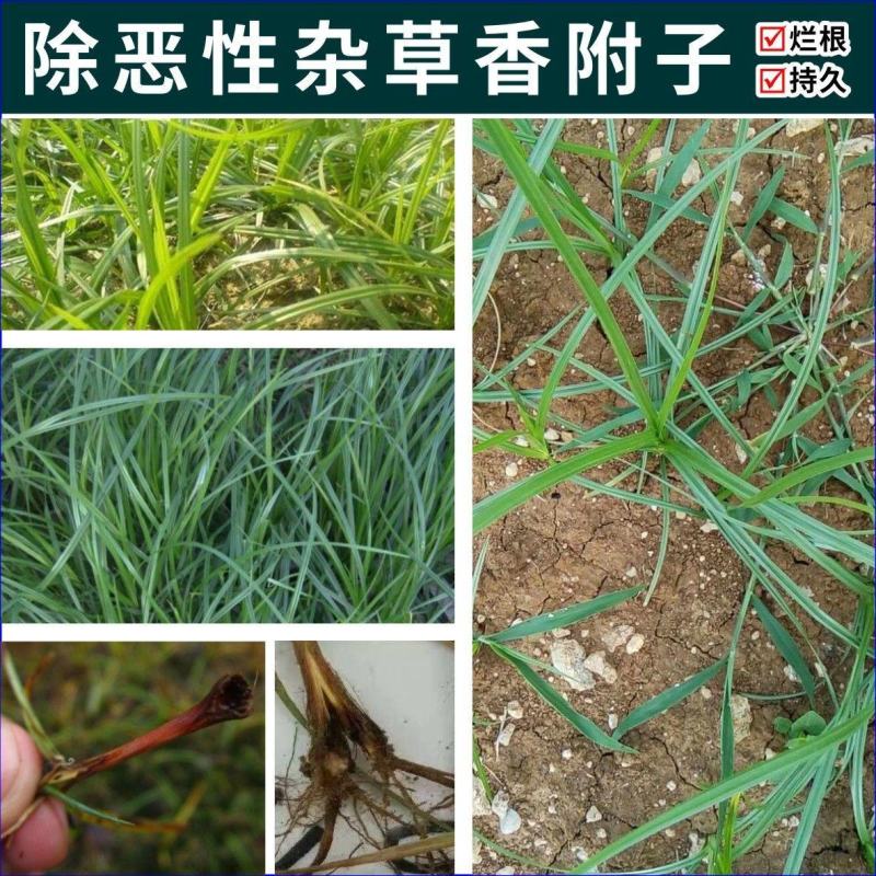 莎阔兵氯吡嘧磺隆莎草科阔叶草香附子三棱子草除草剂农药杀草