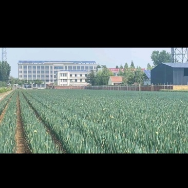 大葱