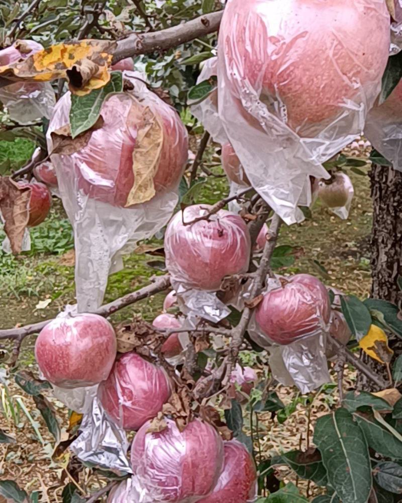 【热卖苹果】红富士苹果山东产地纸袋装一手货源保质保量电联