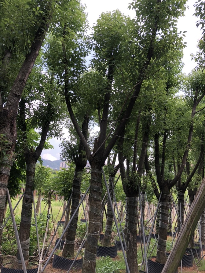 大量批发香樟树15-18-20-22-23-25-28-分