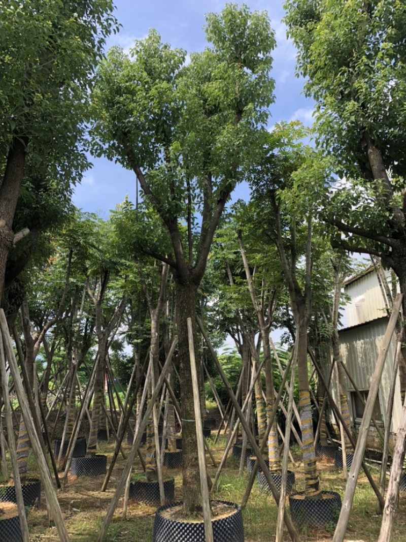 大量批发香樟树15-18-20-22-23-25-28-分