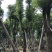 大量批发香樟树15-18-20-22-23-25-28-分