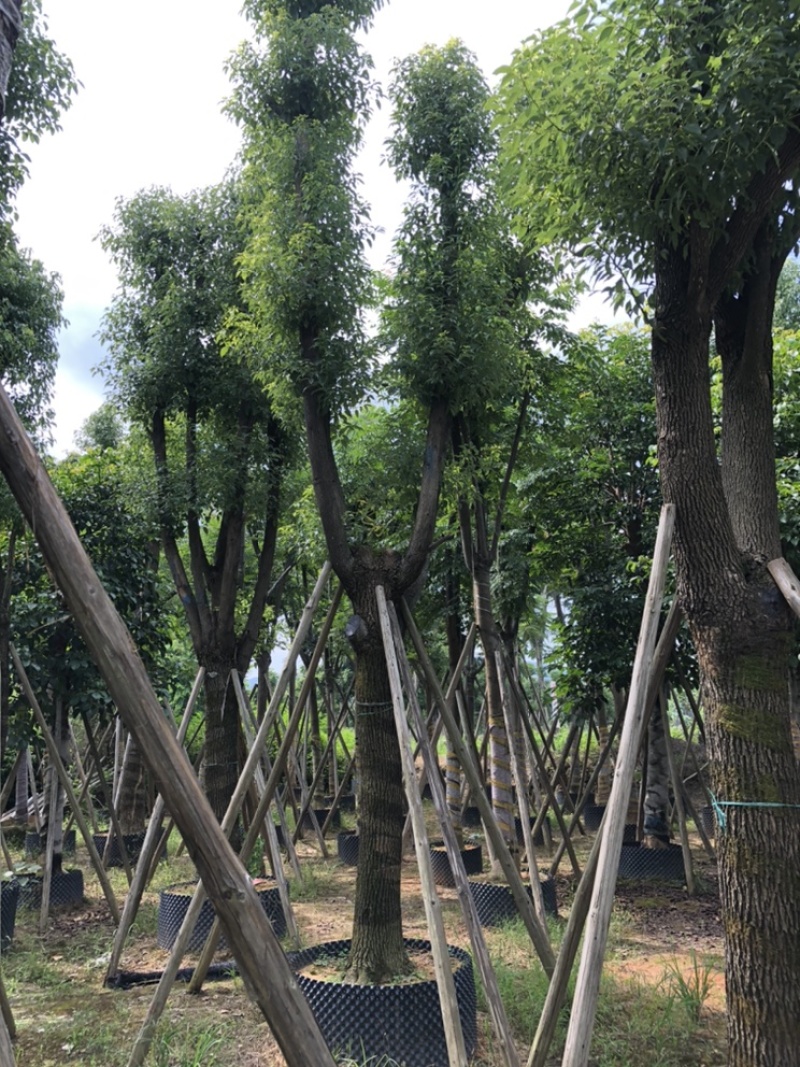 大量批发香樟树15-18-20-22-23-25-28-分