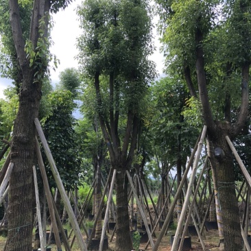 大量批发香樟树15-18-20-22-23-25-28-分