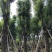 大量批发香樟树15-18-20-22-23-25-28-分