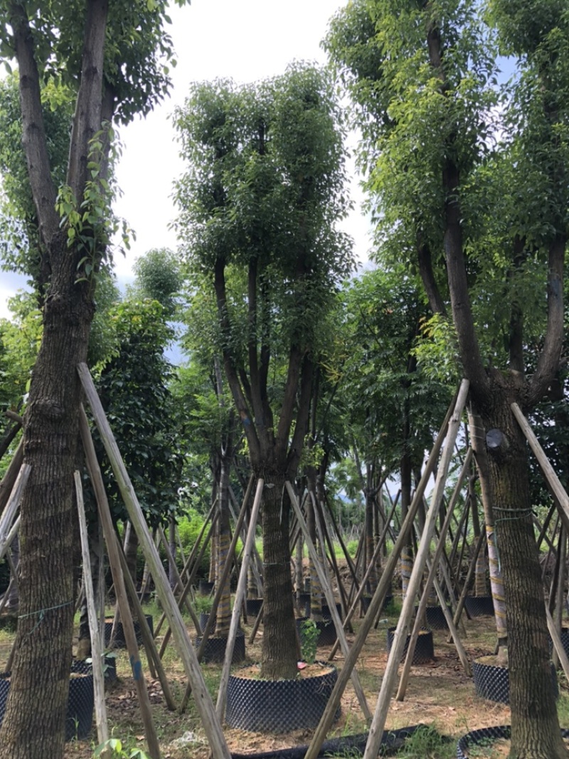 大量批发香樟树15-18-20-22-23-25-28-分