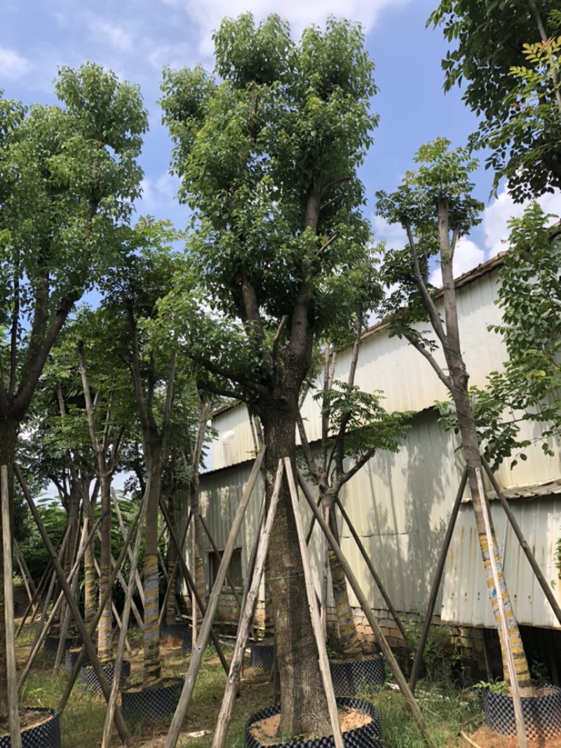 大量批发香樟树15-18-20-22-23-25-28-分