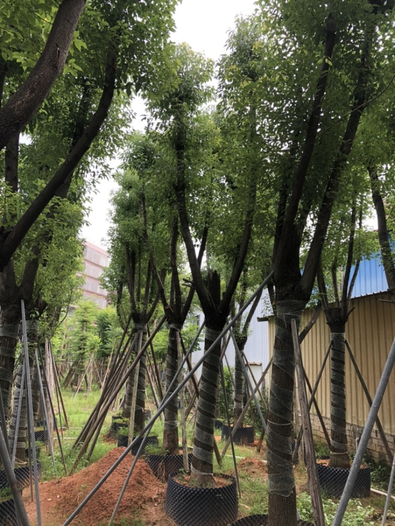 大量批发香樟树15-18-20-22-23-25-28-分