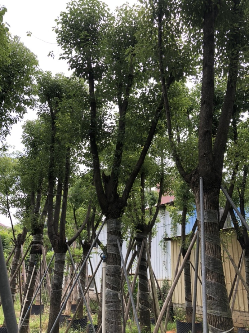 大量批发香樟树15-18-20-22-23-25-28-分