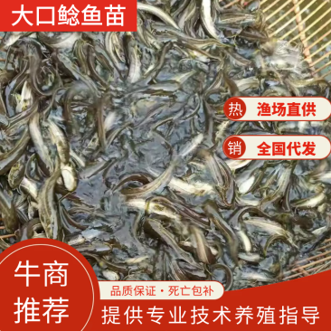 热卖《大口鲶鱼苗》产地直供包运输下塘提供技术货到付款