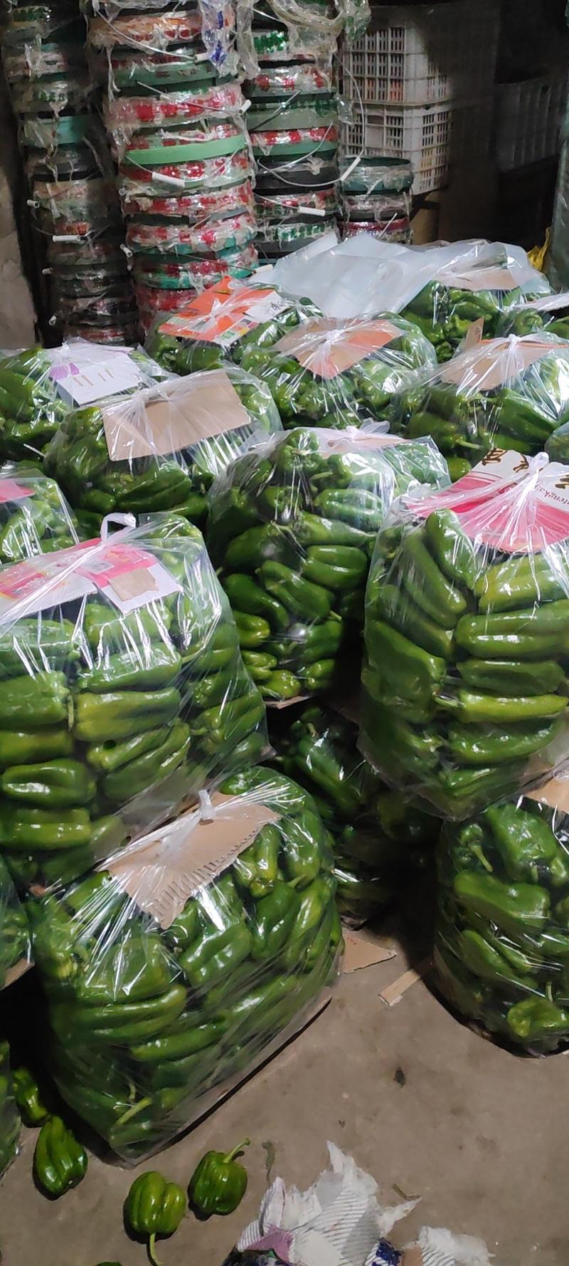 辽宁省产地址发精品青椒，太空椒，价格低廉，大量上市