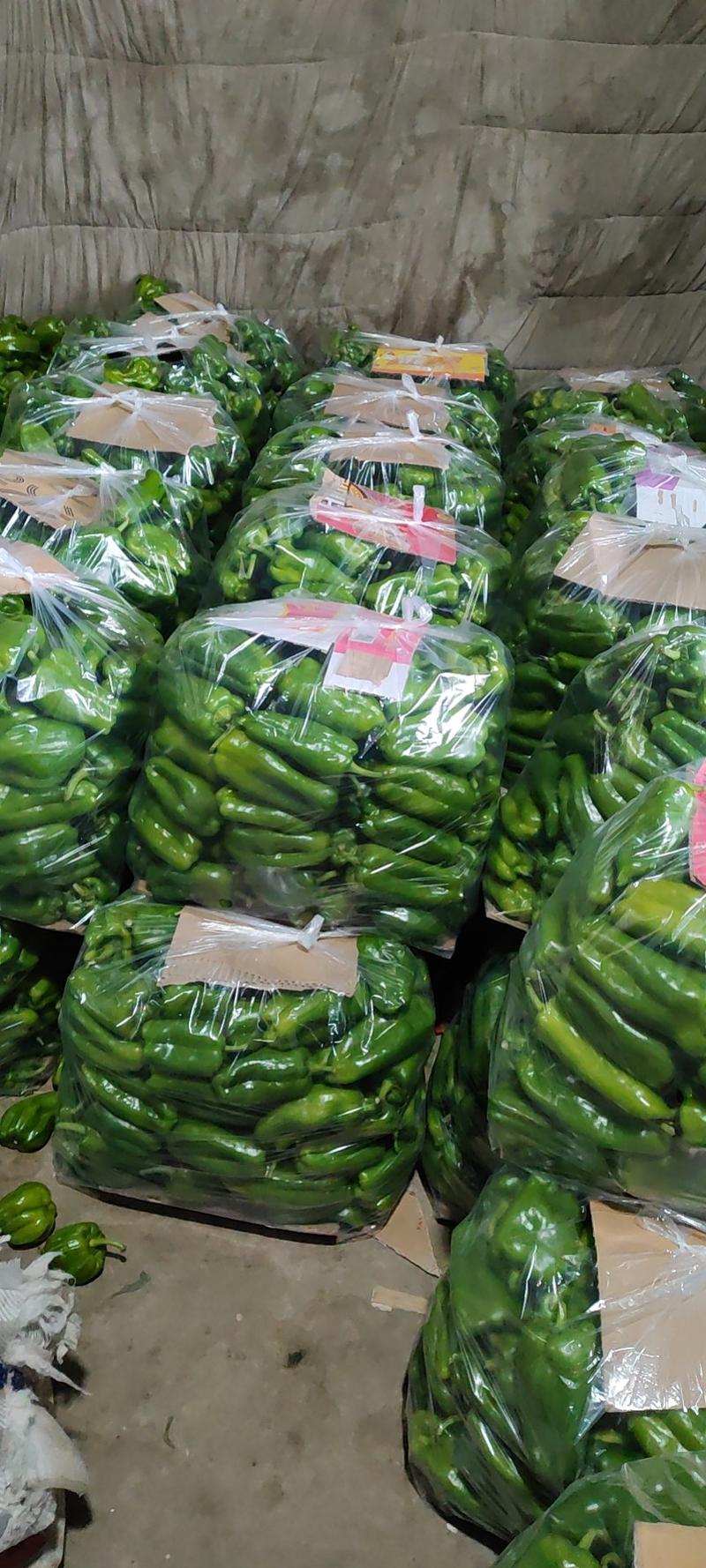 辽宁省产地址发精品青椒，太空椒，价格低廉，大量上市
