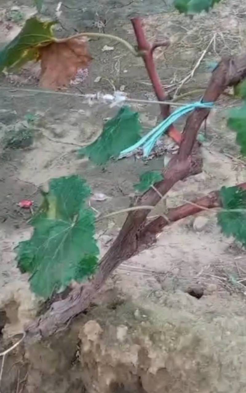 占地葡萄树、产地直供葡萄树、淘宝专用葡萄树