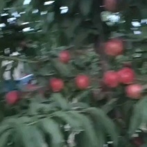 山西运成毛桃大量上市产地直销