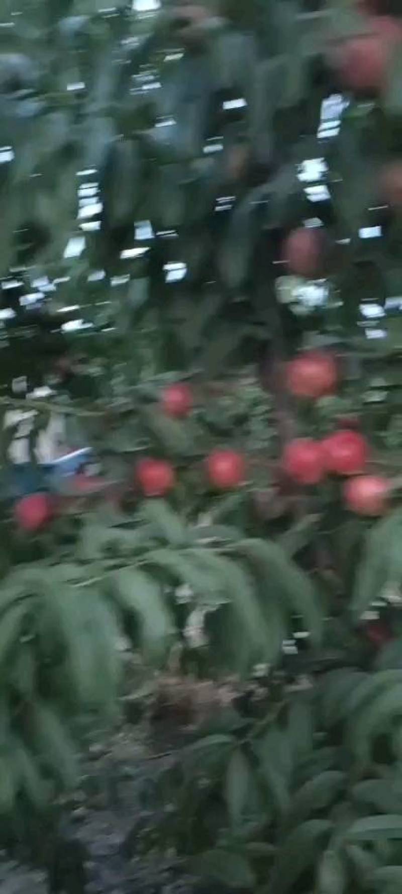 山西运成毛桃大量上市产地直销