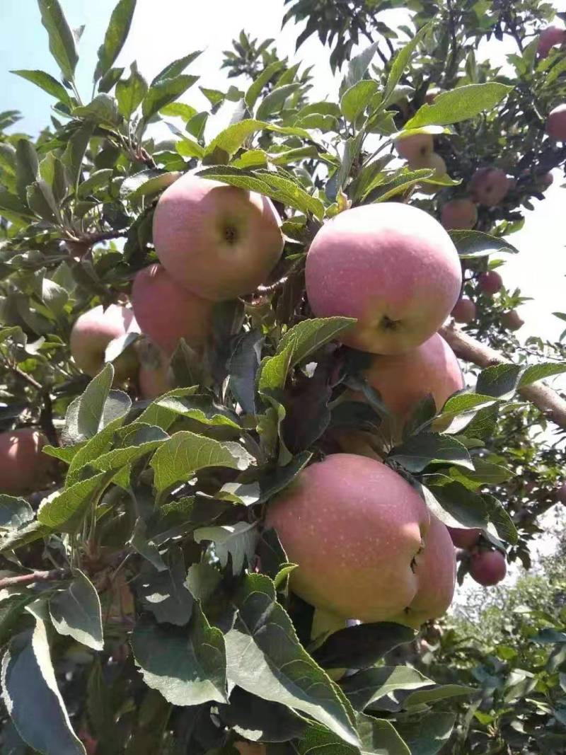 精品苹果山西运成红富士苹果大量上市产地直发一手货源