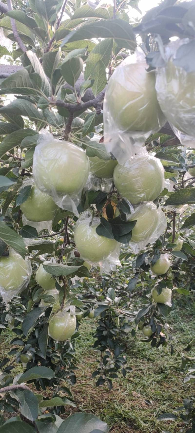 精品苹果山西运成红富士苹果大量上市产地直发一手货源