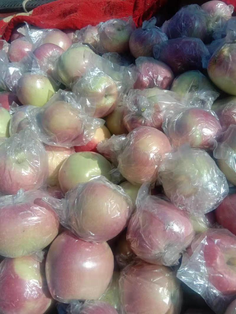 精品苹果山西运成红富士苹果大量上市产地直发一手货源