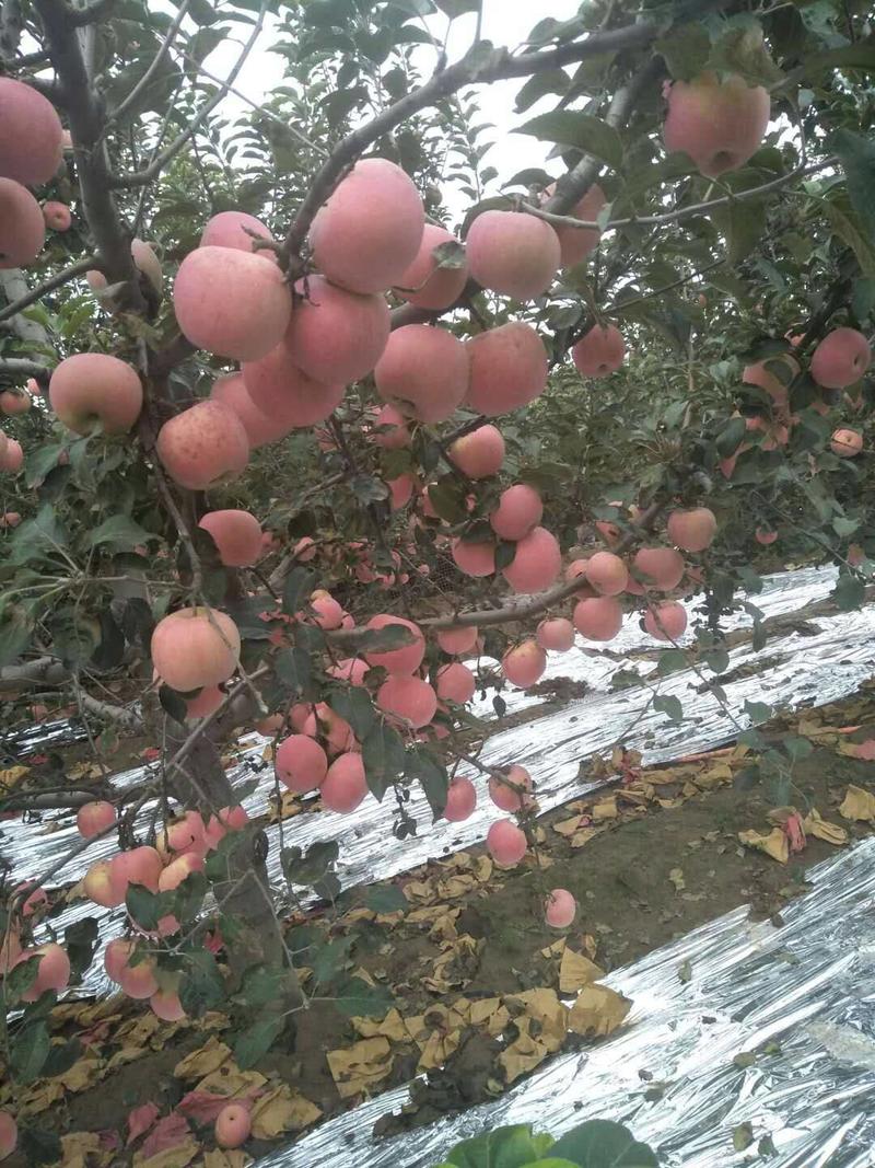 精品苹果山西运成红富士苹果大量上市产地直发一手货源