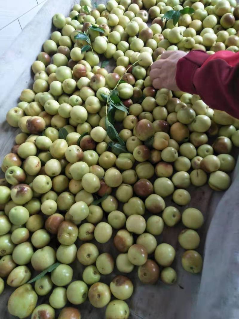 山西运成冬枣产地直销价格低口感好