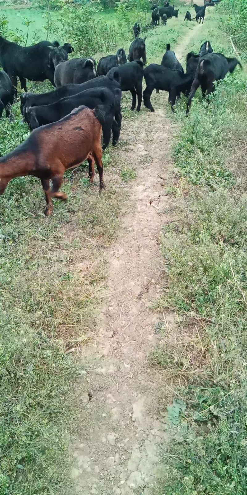 纯种努比亚黑山羊活体黑山羊小羊怀孕母羊种公羊活羊养殖