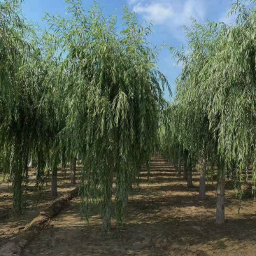 青皮垂柳3-10公分高的是品质,低的是价格,不变的是诚信