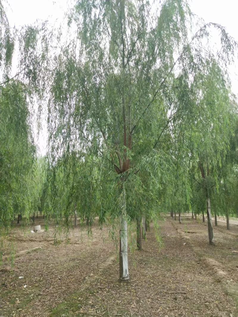 青皮垂柳3-10公分高的是品质，低的是价格，不变的是诚信