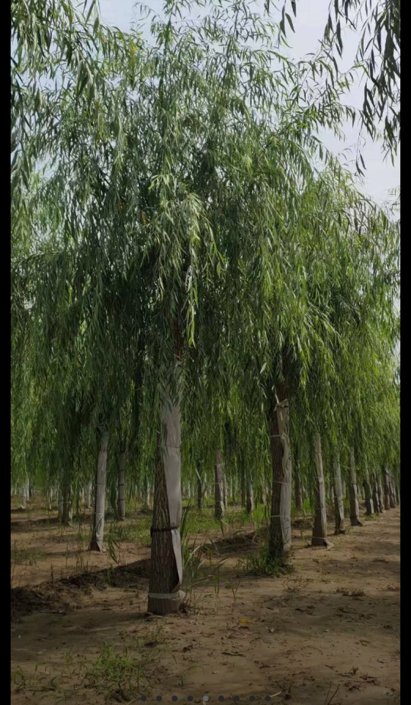 青皮垂柳3-10公分高的是品质，低的是价格，不变的是诚信