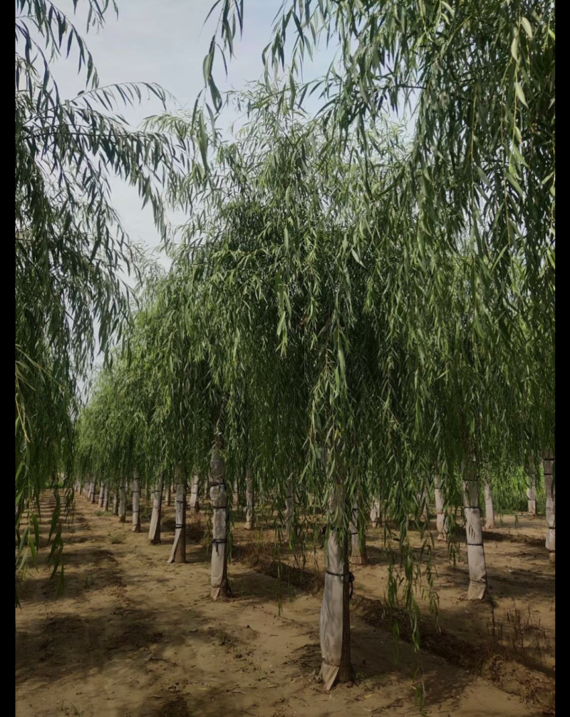青皮垂柳3-10公分高的是品质，低的是价格，不变的是诚信