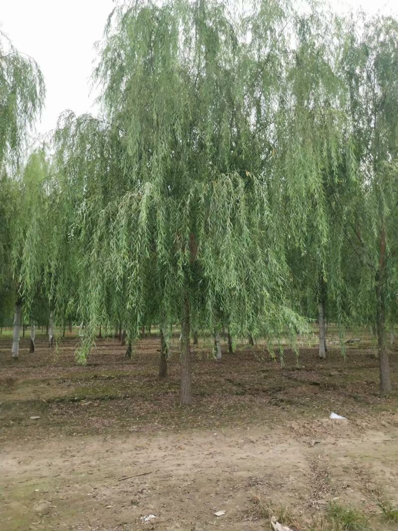 青皮垂柳3-10公分高的是品质，低的是价格，不变的是诚信