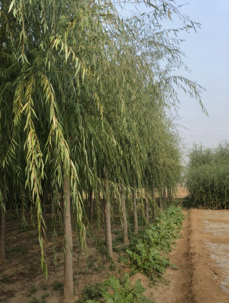 青皮垂柳3-10公分高的是品质，低的是价格，不变的是诚信