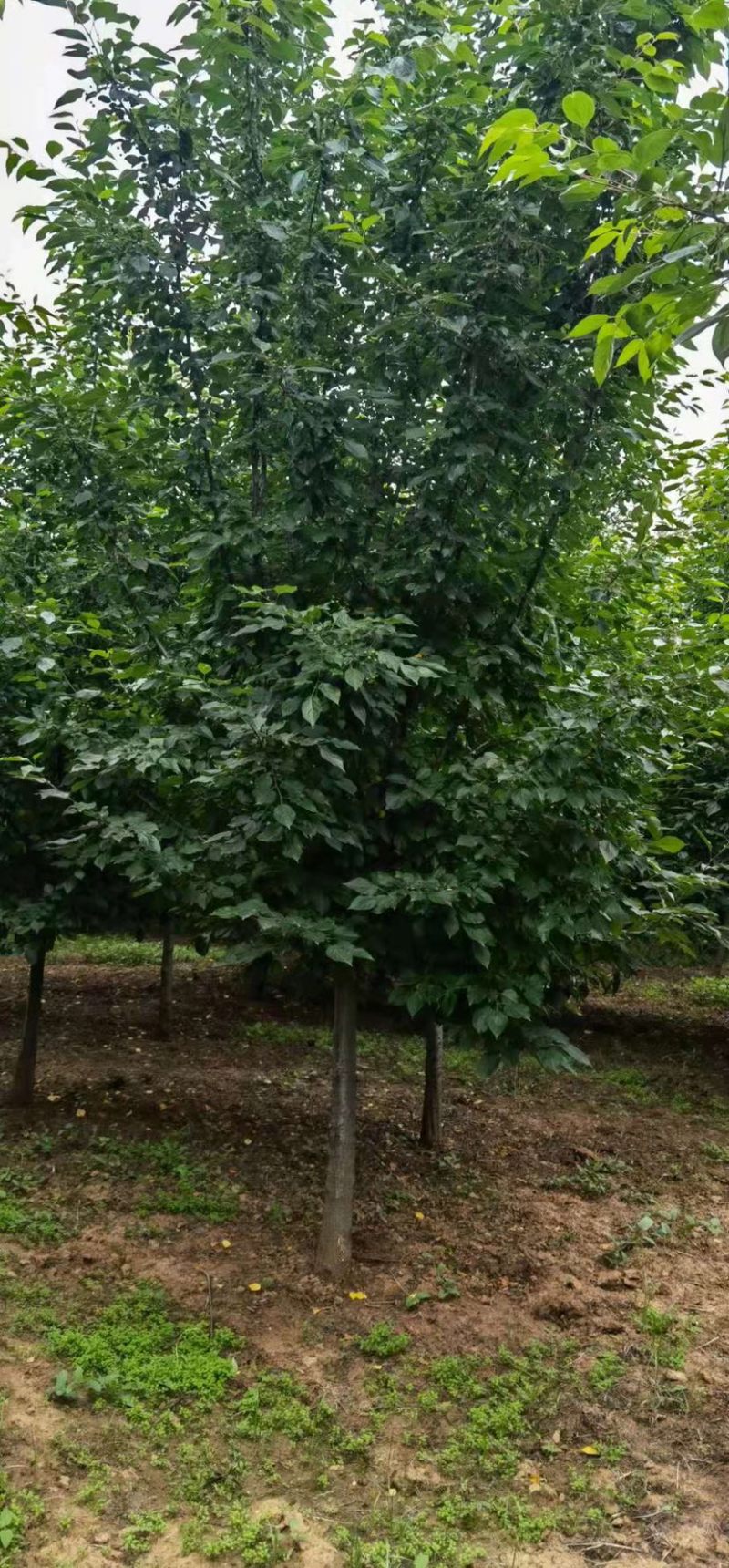 白兰地海棠，1公分3公分5公分6公分1-15公分量大价优