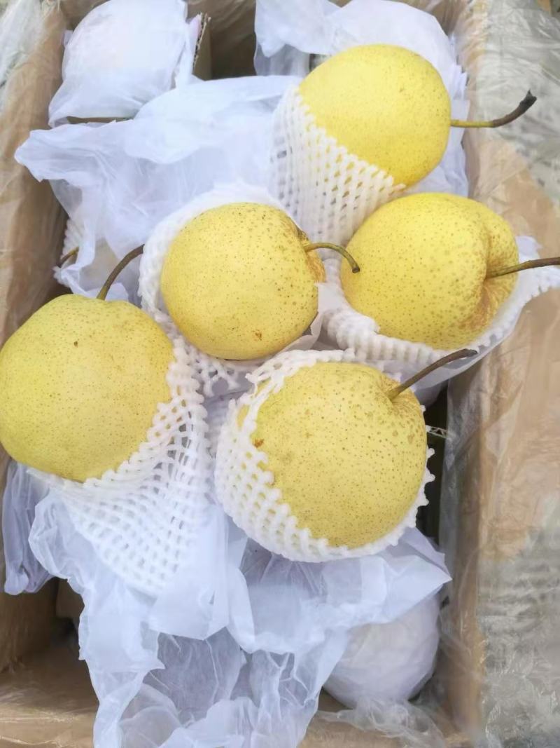 【优质】赵县雪花梨，开始大量上市质量上乘。欢迎实地考察