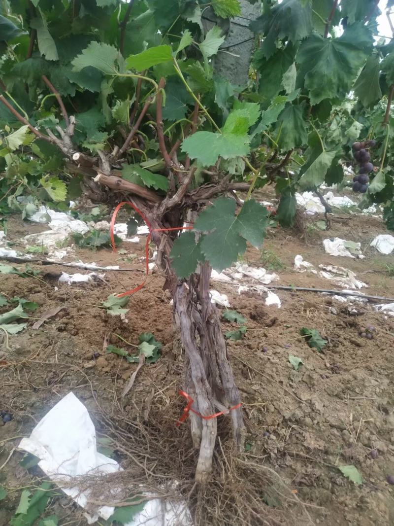 长年供应占地用葡萄苗，树。各种果树。质优价廉，量大从优。
