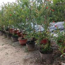 盆栽果石榴树，基地直销，园林绿化，家庭园艺，免费提供技术