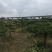 造型松
