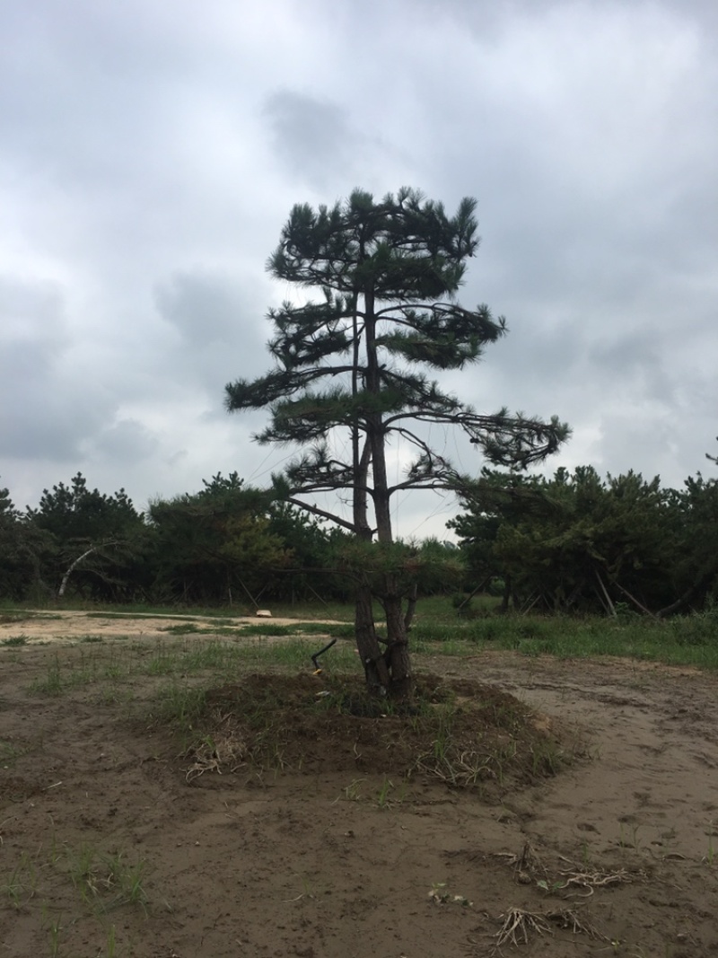 造型松