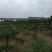 造型松