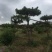 造型松