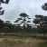 造型松