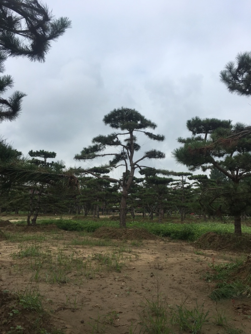 造型松