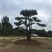 造型松