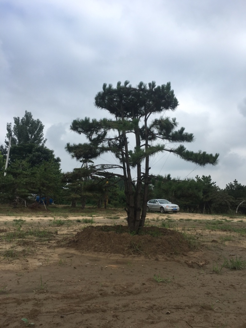 造型松