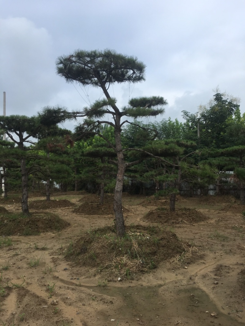 造型松