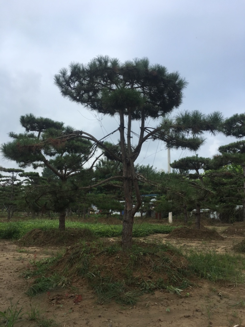 造型松