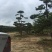 造型松