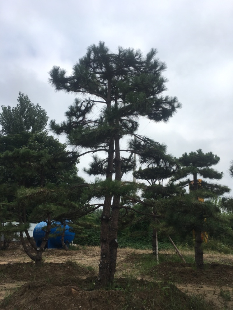 造型松