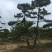 造型松