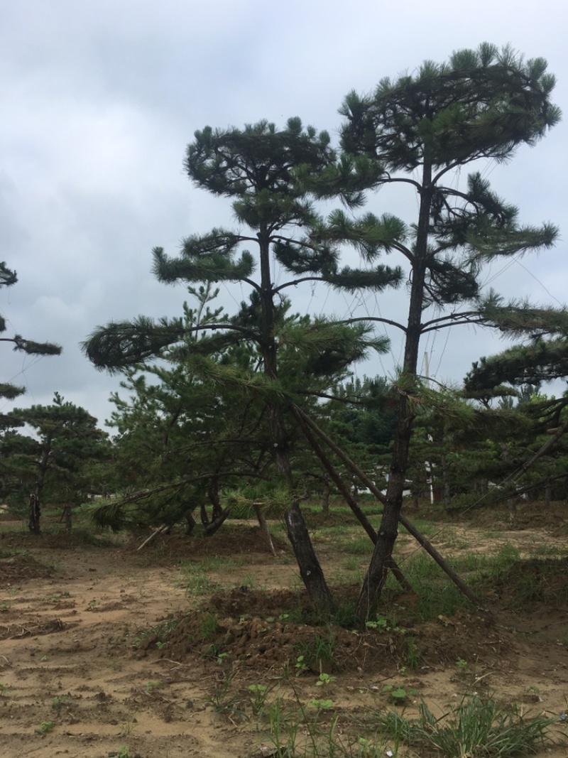 造型松