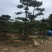 造型松